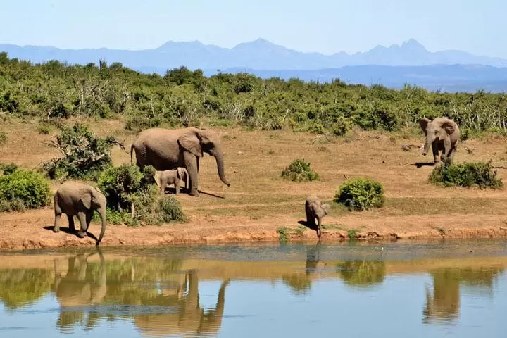 Kenya Safari Tour